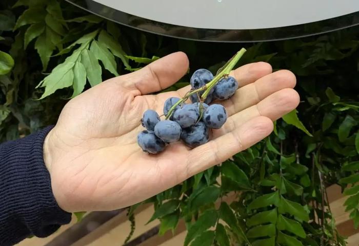Hand hält traubenförmige Heidelbeeren an grünem Stiel vor Blättern