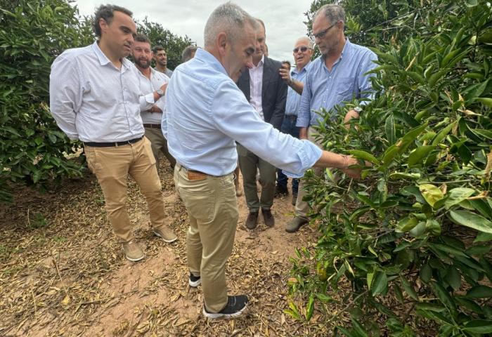 Gruppe von Männern in Freizeitkleidung steht in einem Orangenhain, einer zeigt auf einen Orangenbaum