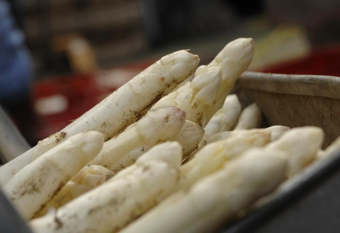 Frischer weißer Spargel mit Erde auf der Schale, bereit zur Verarbeitung