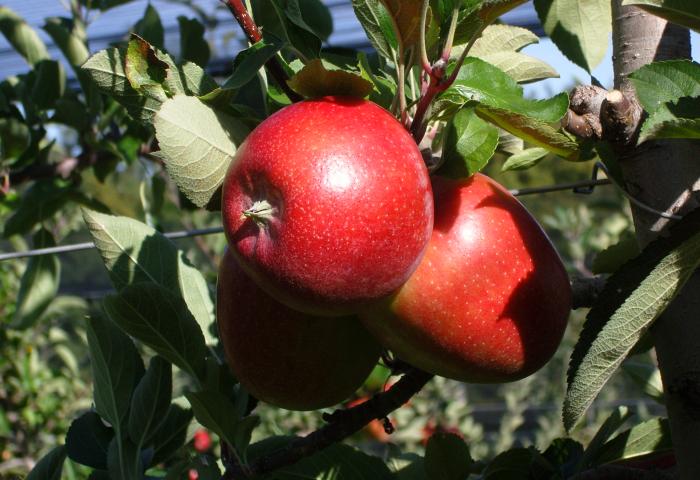 Reife rote Äpfel hängen an einem Apfelbaum
