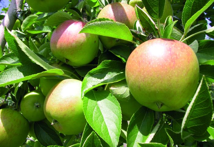 Mehrere Braeburn-Äpfel hängen an einem Baum, grün mit roten Flecken, umgeben von grünen Blättern.