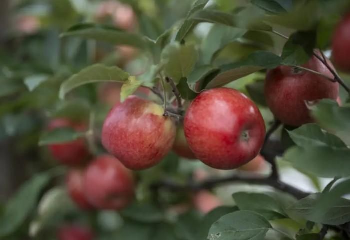 Reife rote Äpfel hängen an einem Apfelbaum mit grünen Blättern