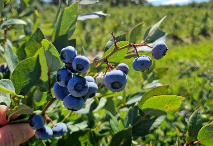 Heidelbeeren am Zweig in einer Hand