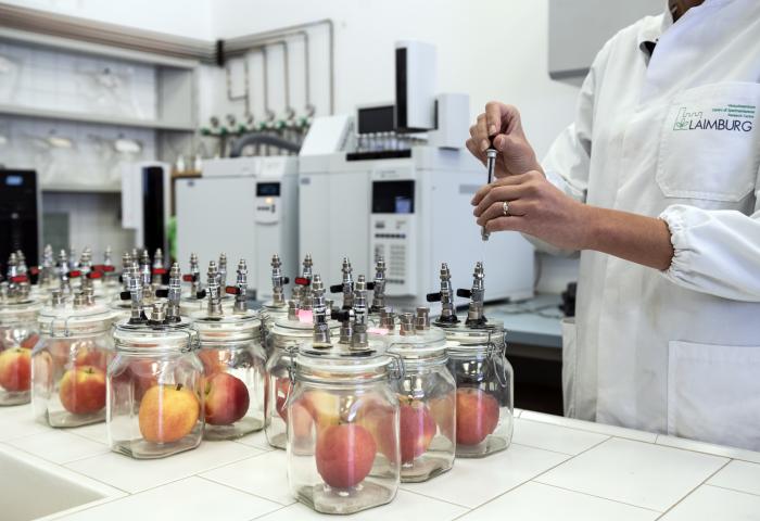Forscher untersucht im Labor Äpfel in Glasbehältern mit Messgerät