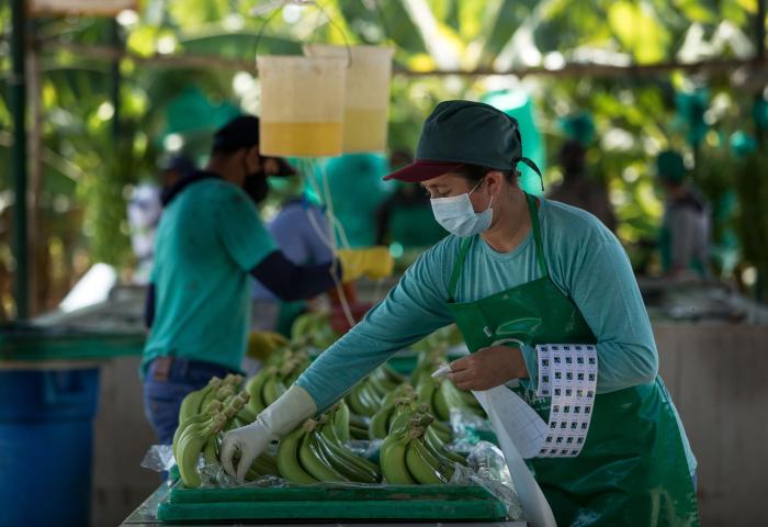 Frau in grünem T-Shirt und Schürze sortiert grüne Bananen in einer Plantagenhalle
