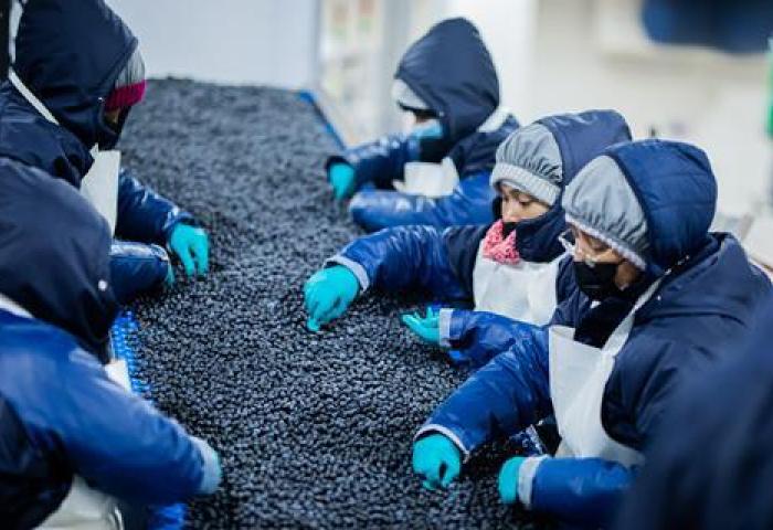 Arbeiter in blauen Jacken und Handschuhen sortieren Heidelbeeren auf einem Förderband