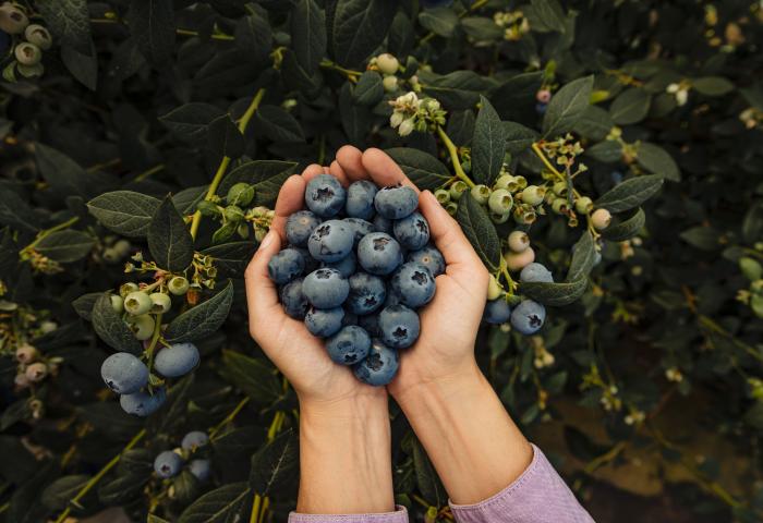 Heidelbeeren in einer Hand