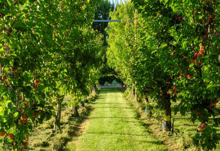 Reihe von Apfelbäumen mit reifen roten Äpfeln in einem Obstgarten, Grasweg dazwischen