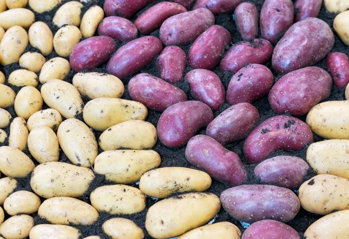 Frisch geerntete gelbe und violette Kartoffeln mit Erde bedeckt, nebeneinander liegend