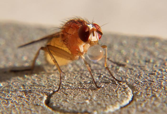 Fruchtfliege  
