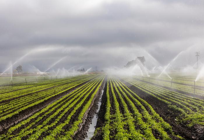 Grünes Feld mit gleichmäßig angeordneten Reihen von Pflanzen, bewässert durch Sprinkler, die Wasser in die Luft sprühen.