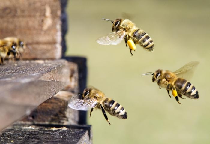 Drei Bienen fliegen in Richtung eines Bienenstocks, eine Biene trägt Pollen an den Hinterbeinen. Eine weitere Biene ist schon im Bienenstock gelandet.