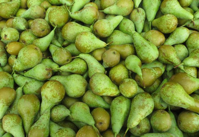 Viele grüne Birnen mit kleinen braunen Flecken, dicht nebeneinander liegend