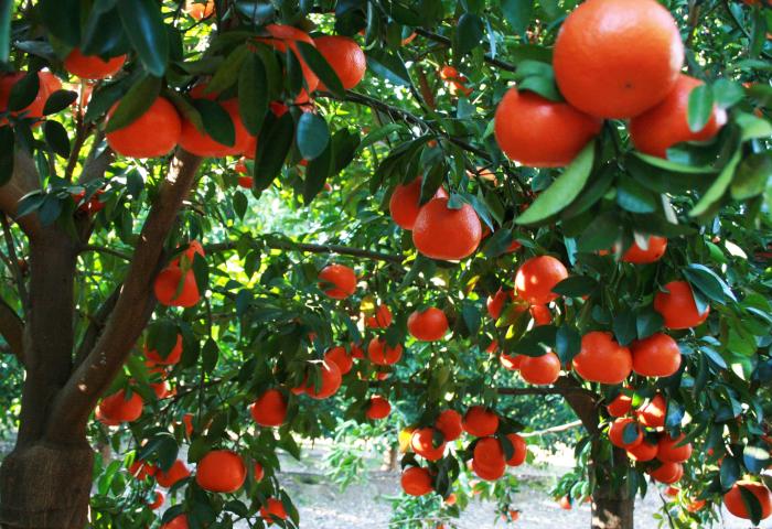 Citrusfrüchte am Baum