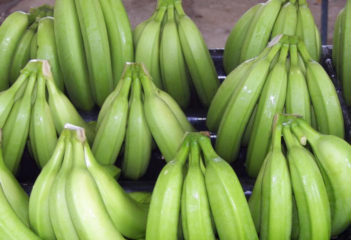 grüne Bananen