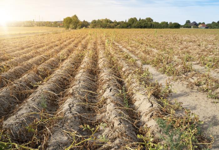 Getrocknetes, abgeerntetes Feld mit vertrockneten Pflanzenresten unter Sonnenlicht am Horizont