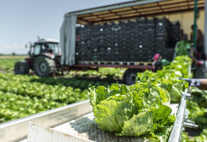 Salaternte mit Traktor auf dem Feld