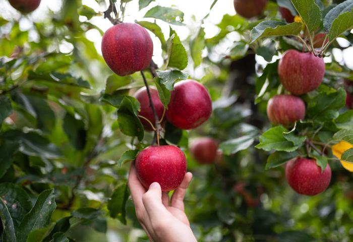 Gala-Äpfel am Baum