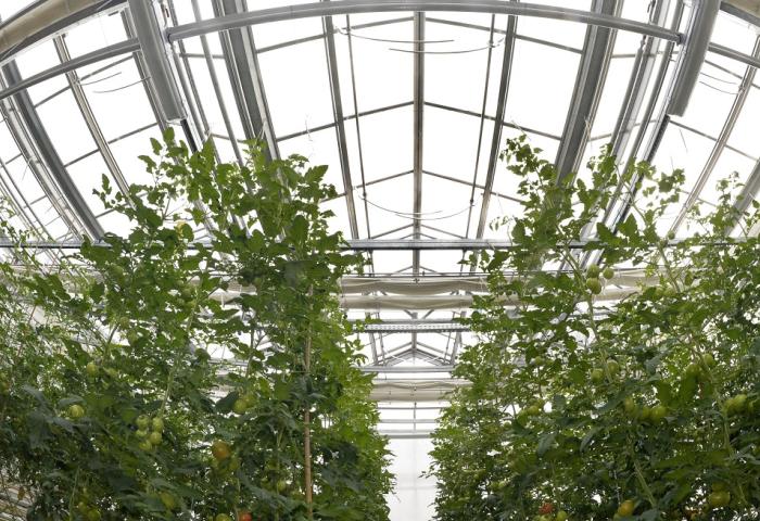 Tomatenpflanzen wachsen in einem Gewächshaus mit Glasdach und Metallrahmen