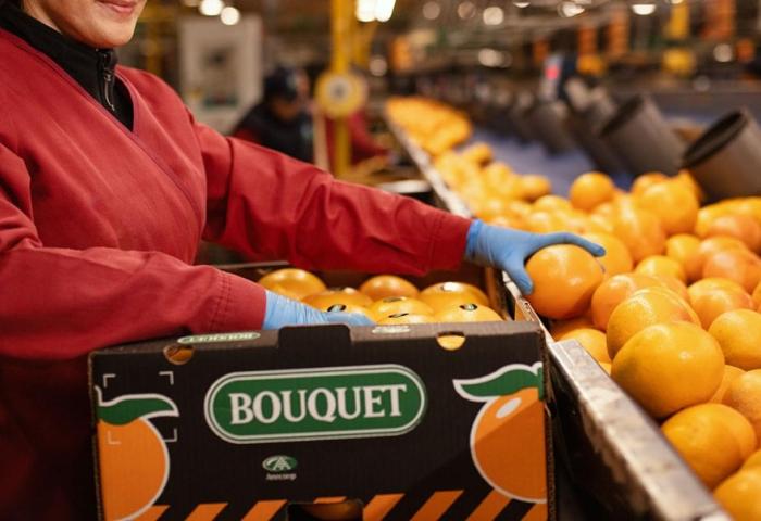Mitarbeiterin verpackt Grapefruits in Kiste mit 'BOUQUET' Logo bei Anecoop