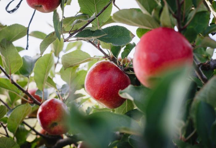 rote Äpfel am Baum