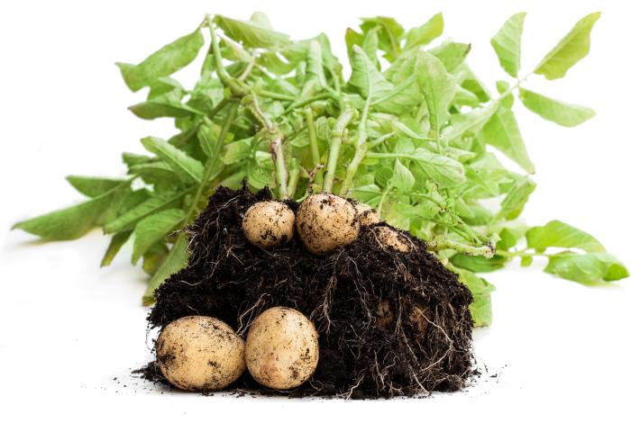 Kartoffeln mit Erde