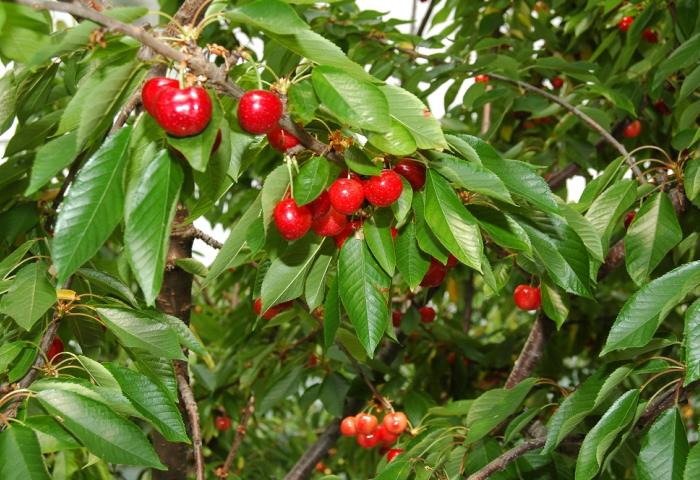 Reife rote Kirschen hängen an grünen Blättern eines Kirschbaums