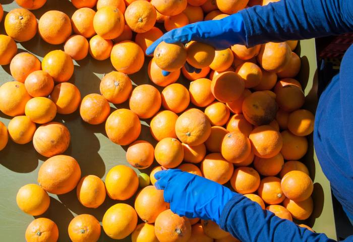 Person sortiert Citrusfrüchte
