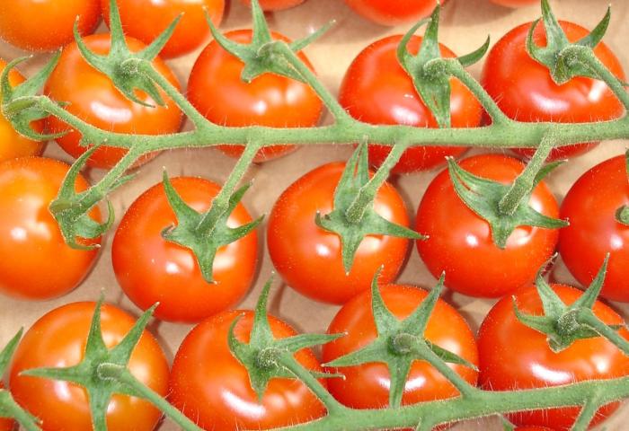 Reife, rote Tomaten an grünen Stielen, dicht nebeneinander angeordnet