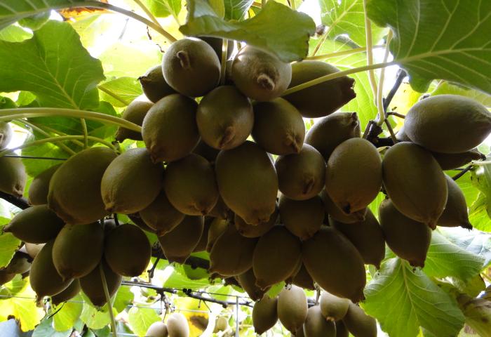 Kiwis am Baum
