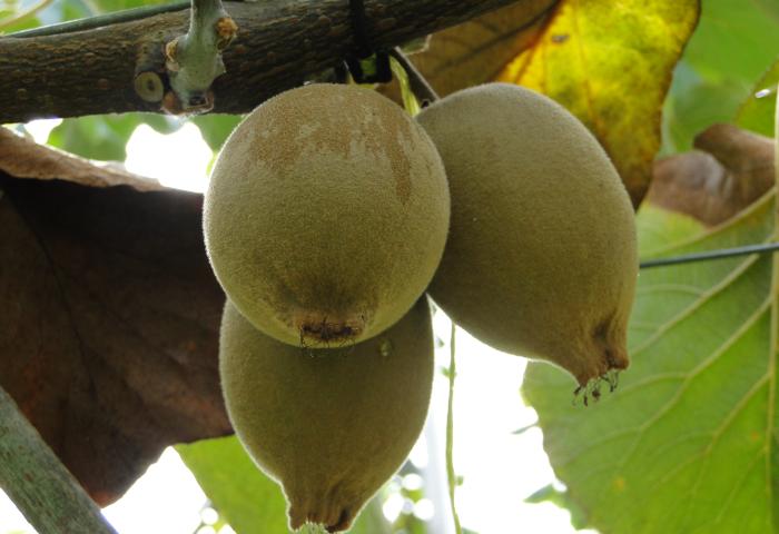 Kiwis am Baum