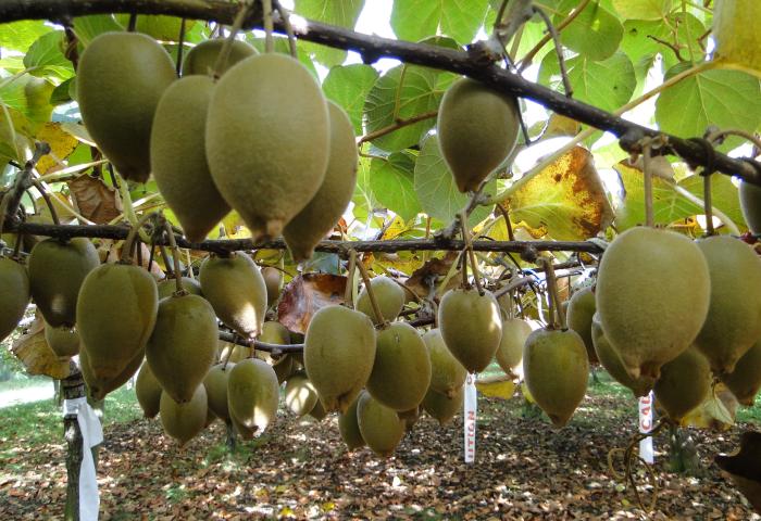 Kiwis am Baum