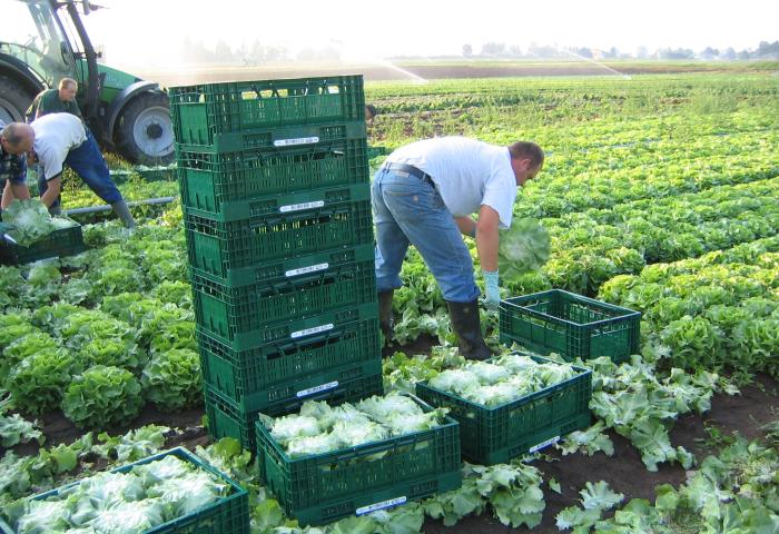 Männer ernten Kopfsalat auf einem Feld, legen ihn in grüne Kunststoffkisten, Traktor im Hintergrund