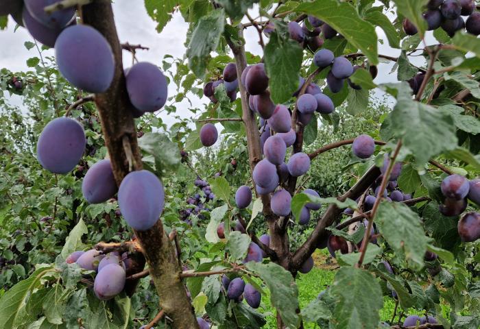 Reife Zwetschen hängen an Ästen eines Baums in einem Obstgarten