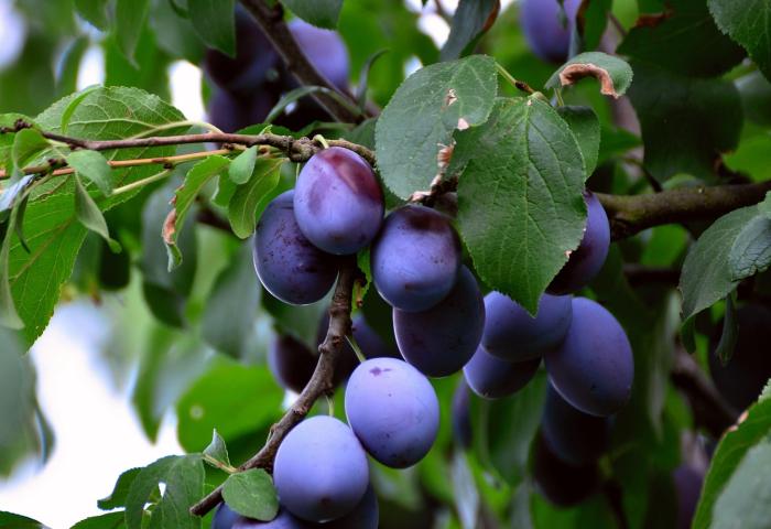 Pflaumen am Baum