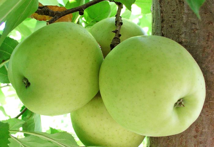 grüne Äpfel am Baum