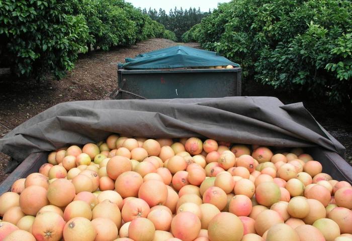 Kiste voller geernteter Star Ruby Grapefruits auf einem Feld zwischen grünen Bäumen in Südafrika