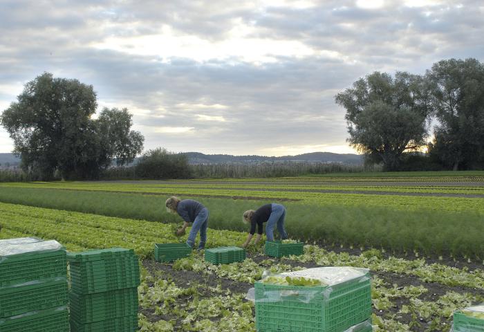Zwei Personen ernten Salat auf einem Feld unter bewölktem Himmel