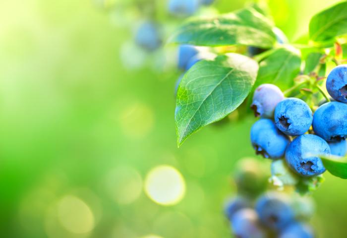 Heidelbeeren