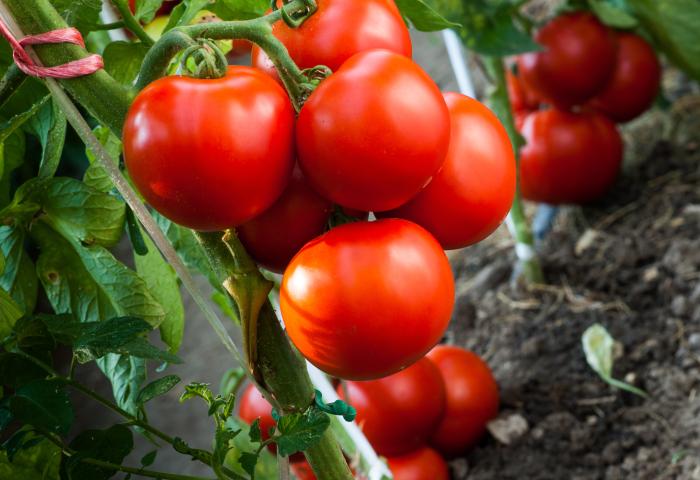 Reife rote Tomaten hängen an einem grünen Stängel in einem Beet