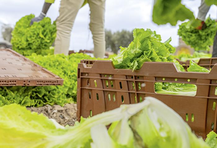 Kiste auf Salatfeld
