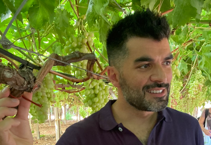 Vito Fraschini hält eine Traube der Rebsorte 'Regina di Puglia' in einem Weinberg in Italien
