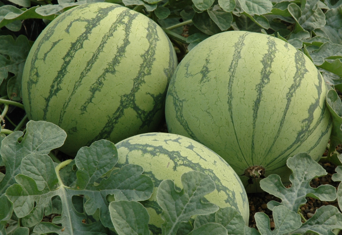 Drei noch nicht geerntete Wassermelonen auf dem Feld.