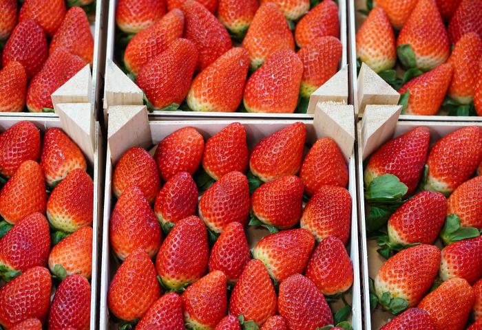 Mehrere Schalen mit roten, frischen Erdbeeren, ordentlich in Reihen angeordnet