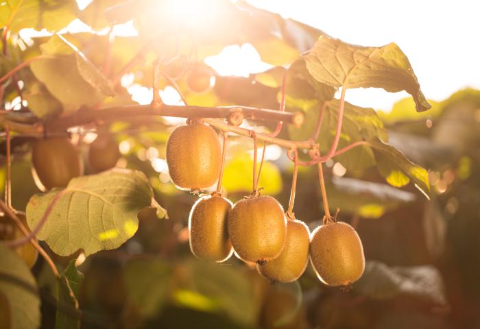 Fünf reife Kiwis hängen an einem Zweig mit grünen Blättern, Sonnenlicht scheint durch die Blätter
