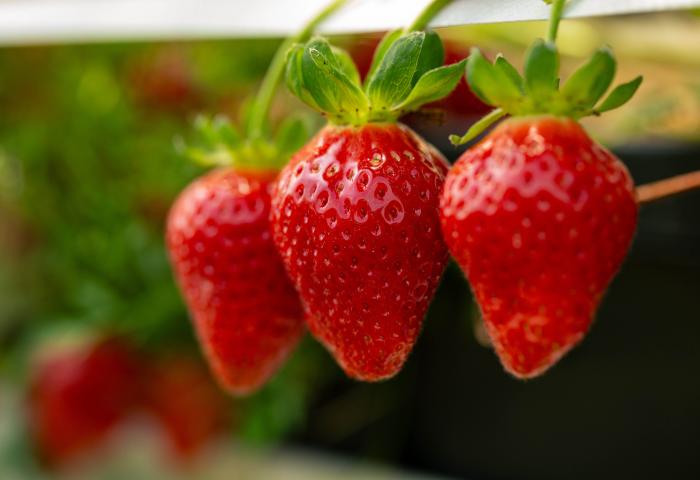 Drei reife rote ALDIna-Erdbeeren mit grünen Blättern, hängend an einem Stängel