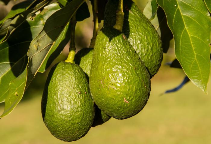 Drei grüne Avocados hängen an einem Baumzweig mit Blättern