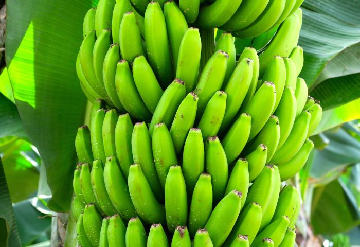Grüne Bananenstaude mit vielen unreifen Bananen an der Pflanze