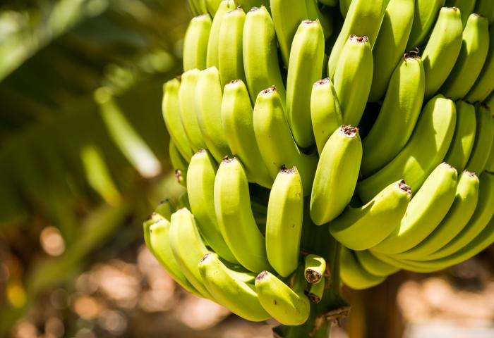 Bananenstaude mit noch grünen Bananen