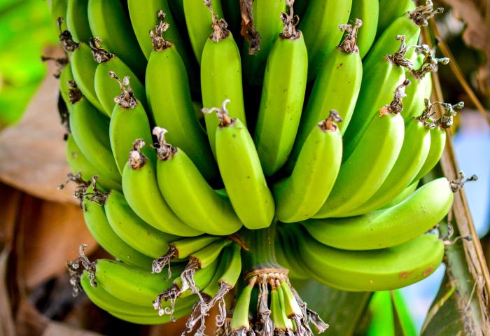 Grüne Bananenstaude mit vielen Bananen